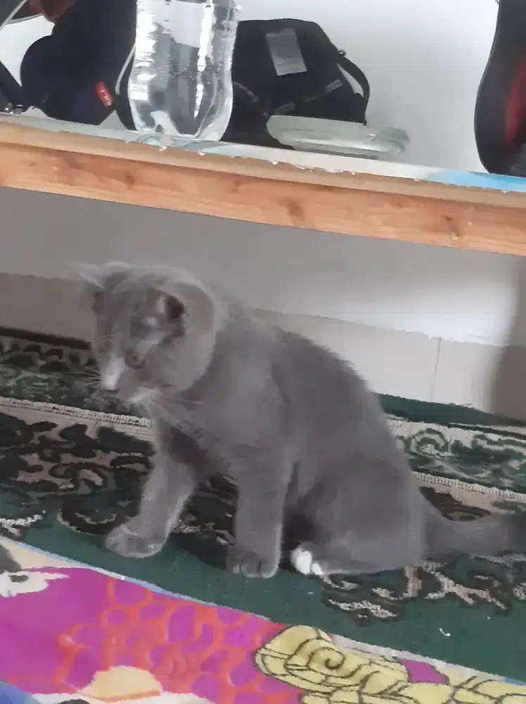 Adopt kitten persia x domestik