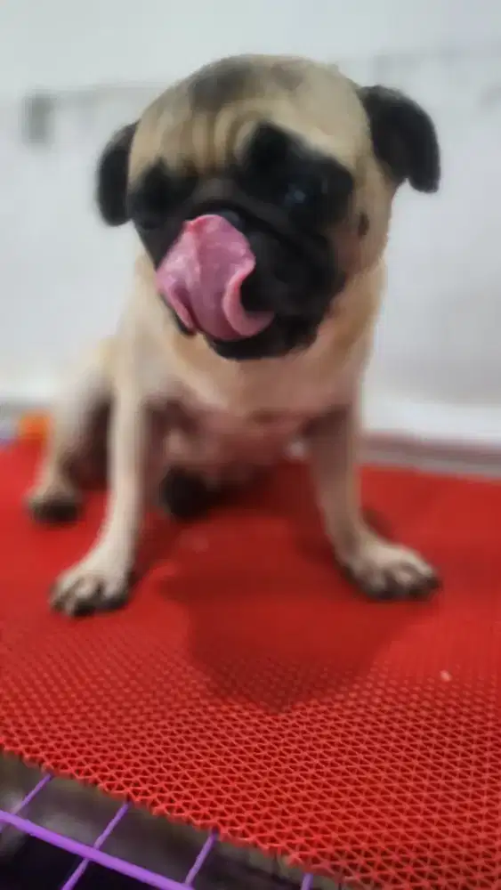 pug betina stambum