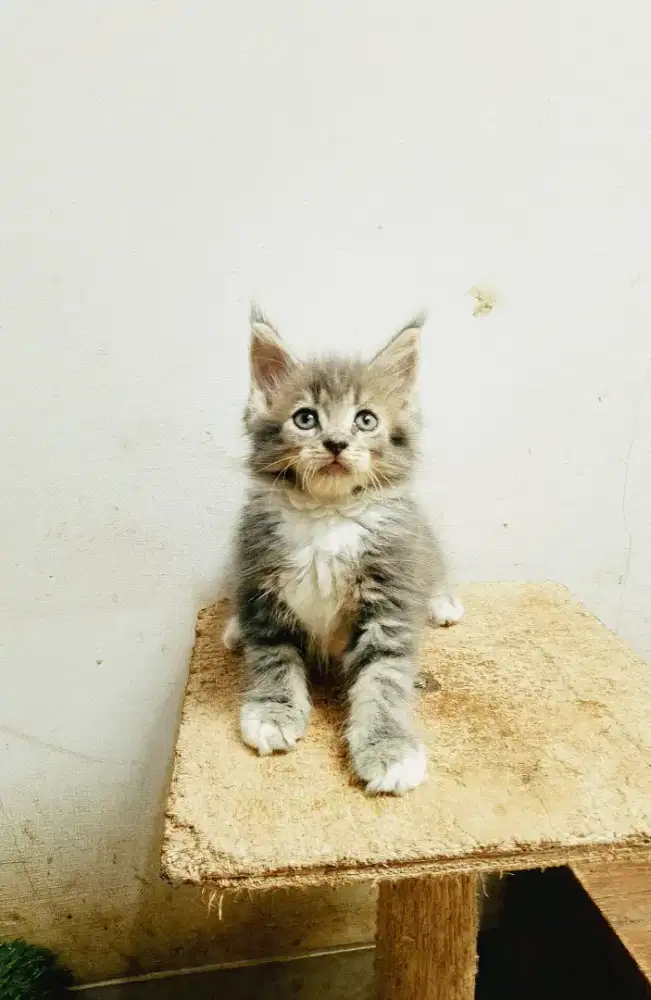 Kitten MaineCoon Jantan Pure No mix. Induk ped Cfa Maine Coon