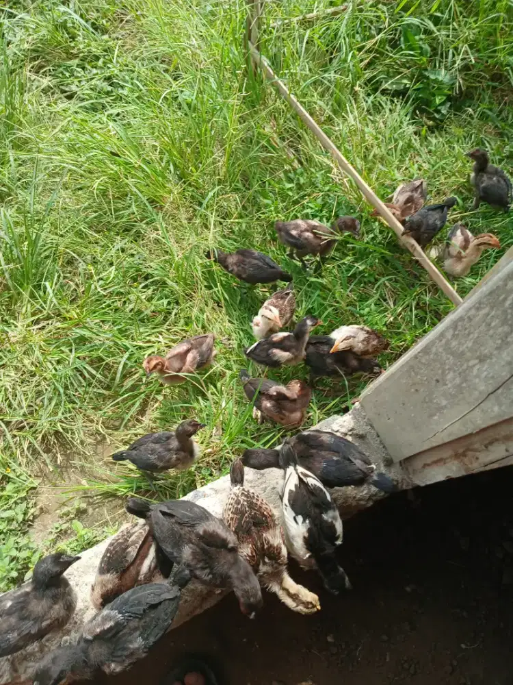Anakan ayam pelung unggulan