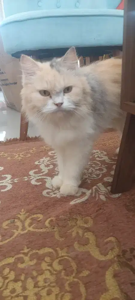 Dijual kucing persia