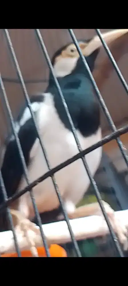 Jalak suren Gacor prospek