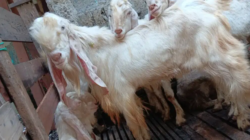 Kambing Ekonomis