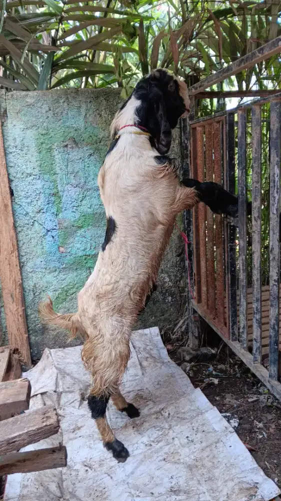 Kambing  Tb 80-85