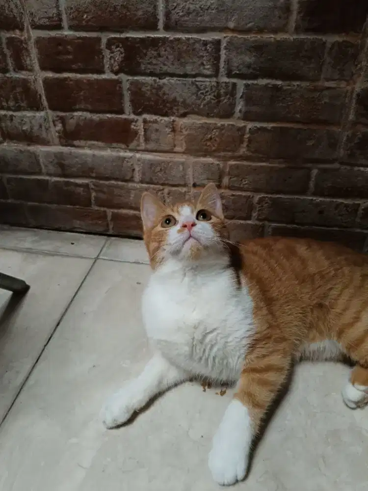 BSH Munchkin NS jantan usia 7 bulan