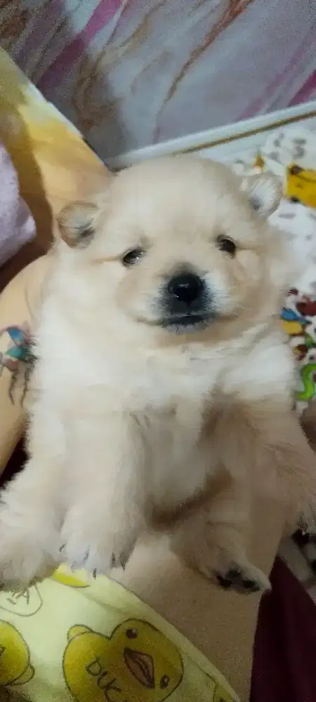 DI JUAL ANAKAN MINIPOM JANTAN DAN BETINA