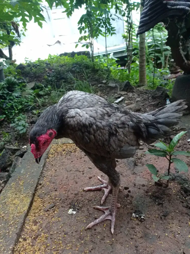 Anakan pamagon 3 bln