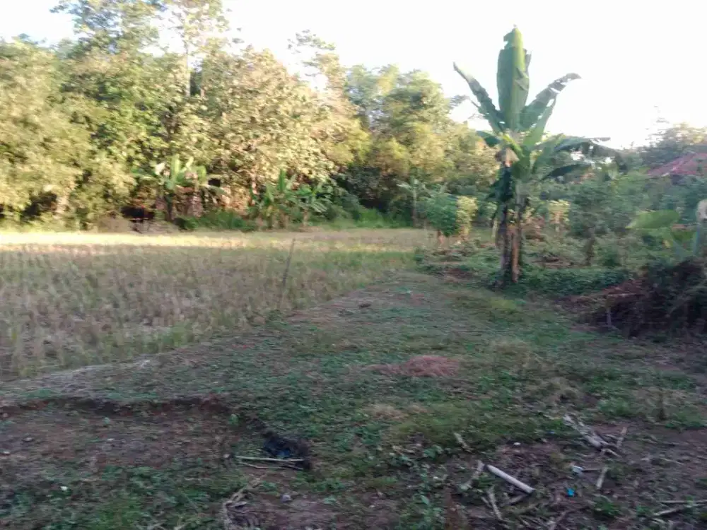 sawah +/- 4.000m², hook  muka 50m , tanah subur cocok utk ternak & perkebunan , 700m dari jln raya pengkol, tegalsari pengkol nguter sukoharjo
