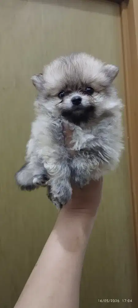 Minipom berkualitas bogor
