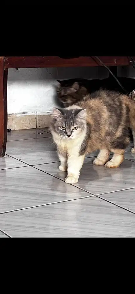 Kucing persia long hair