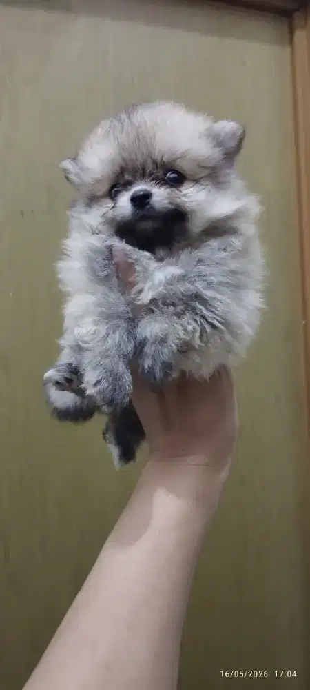 Minipom bogor murah lucu