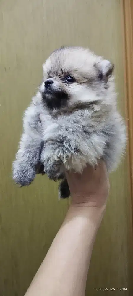 Minipom betina  bogor