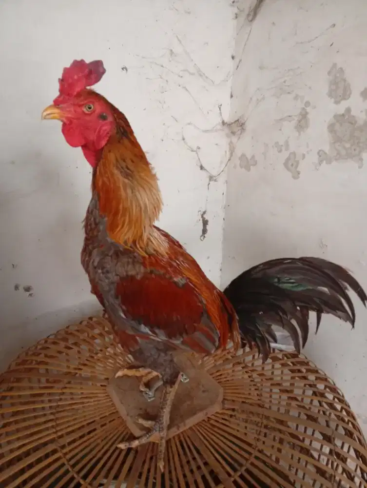 Ayam koyngon klawu