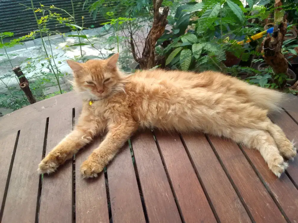 Jual kucing anggora