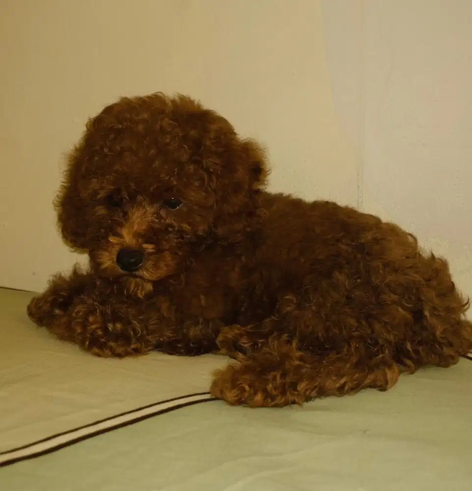 Tiny Poodle 2Bulan
