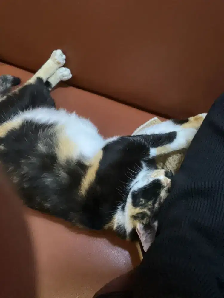 Jual kucing peliharaan