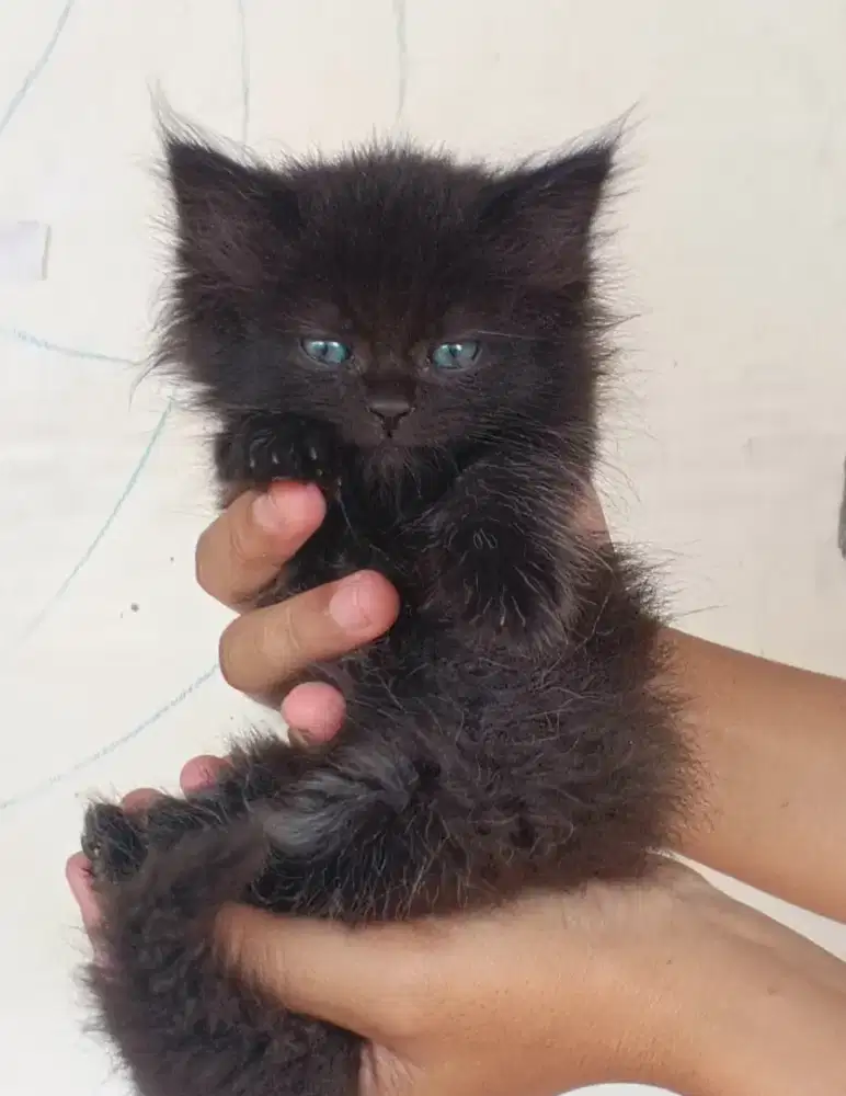kucing Persia medium