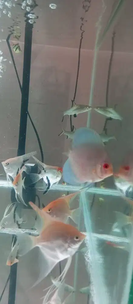 ikan diskus dan lainnya