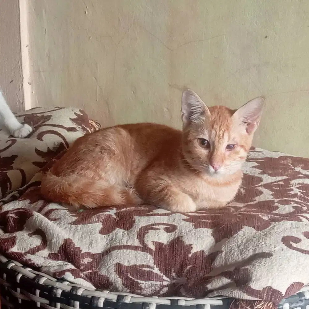 Adopsi kucing oren, umur 4 bulan, satu mata buta