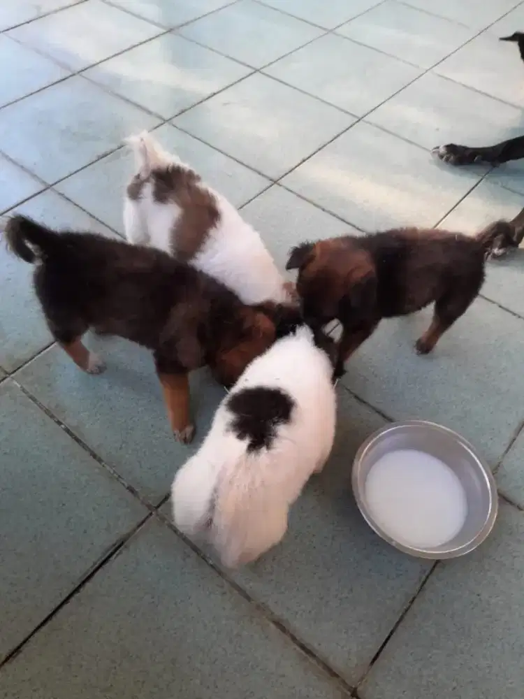 Anak anjing imut