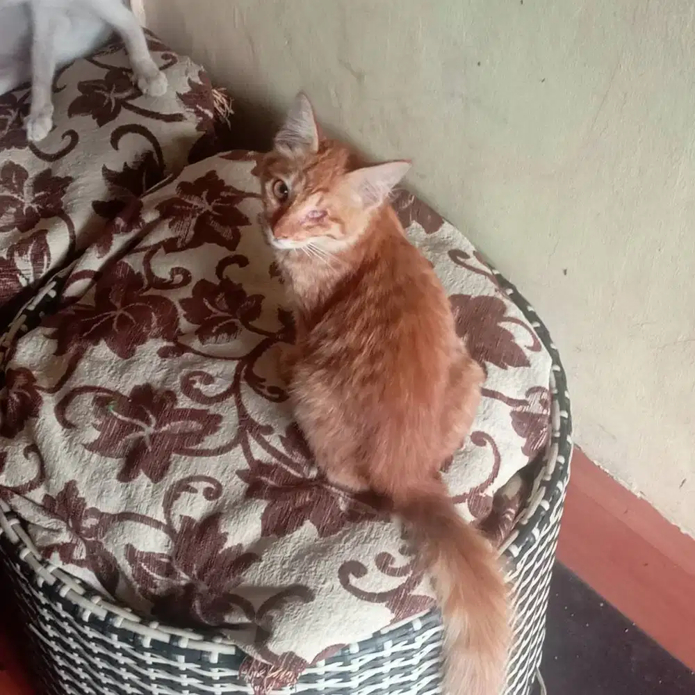 Adopsi kucing oren, bulu tebal, umur 4 bulan, satu mata buta