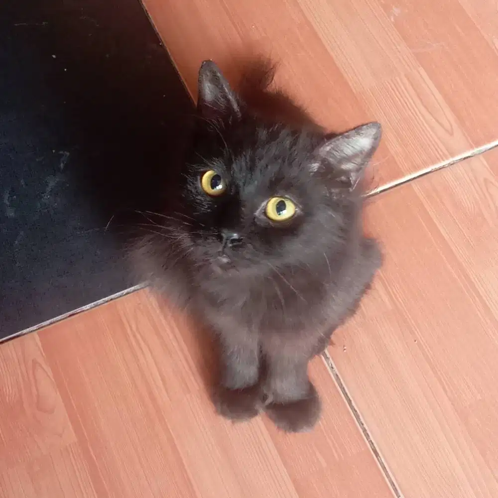 Adopsi kucing dewasa, warna hitam, bulu tebal