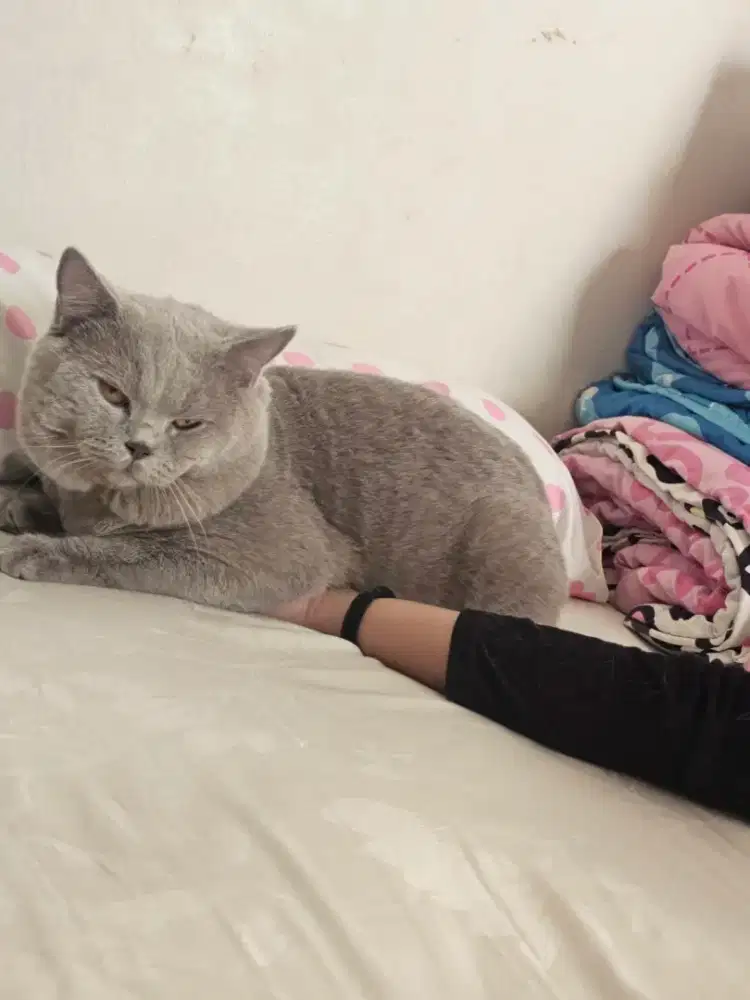 Lepas Adopsi BSH