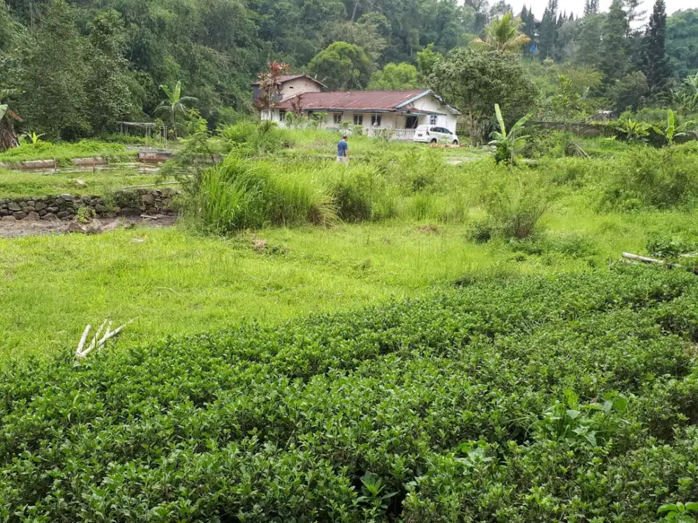 Tanah Luas 5750 Mtr Bebas Banjir di Cipanas Jawa Barat