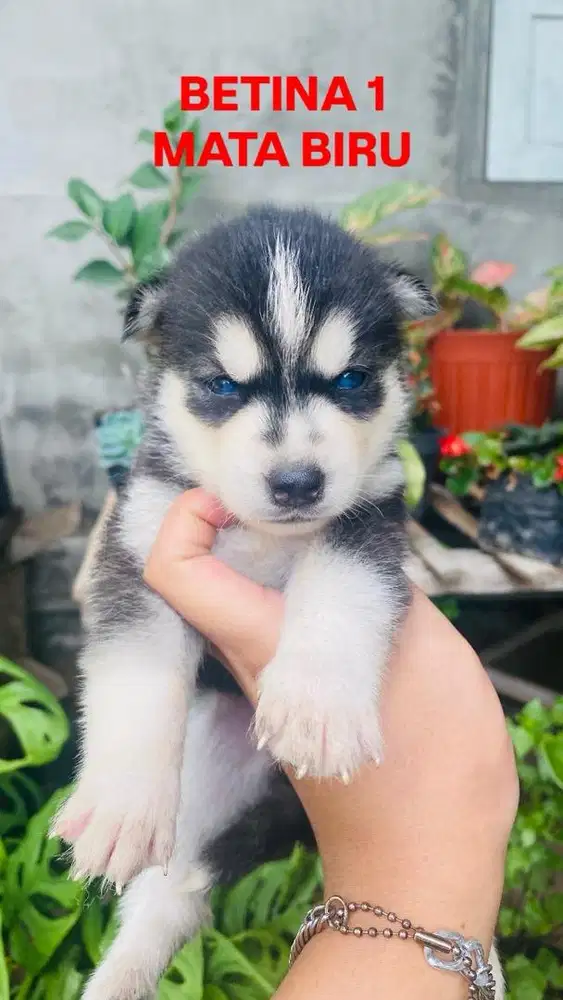 GERCEPIN OPEN BOOKING HUSKY
