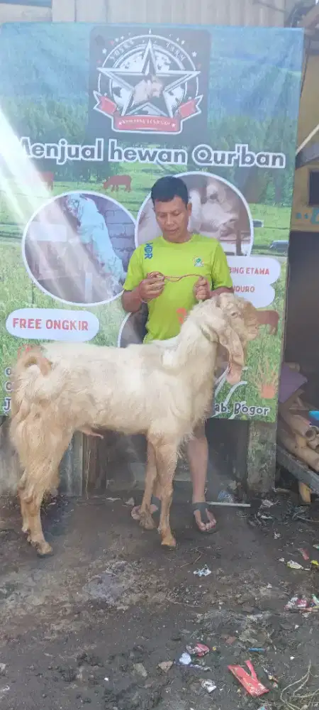 Kambing Tb 95 up
