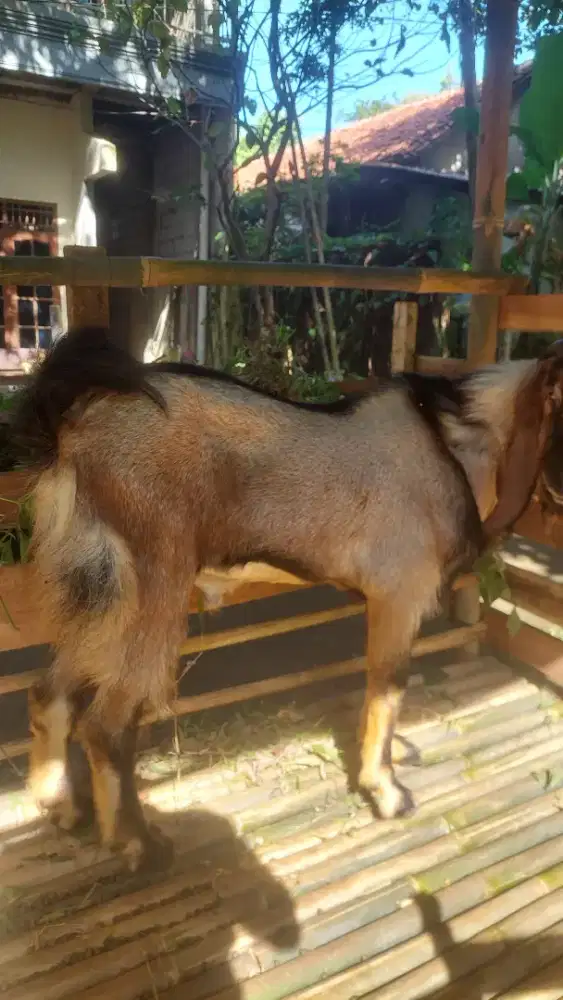 Kambing Kurban 40 KG gratis ongkir jabodetabek