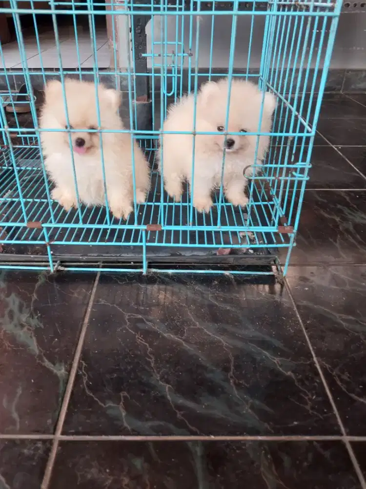 Anjing minipom dijual