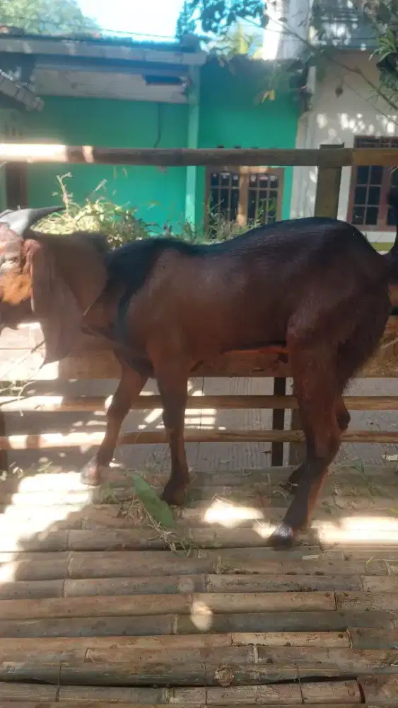 Kambing Kurban 35 KG Gratis Ongkir Jabodetabek