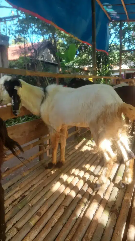 Kambing Kurban 35KG Gratis Ongkir