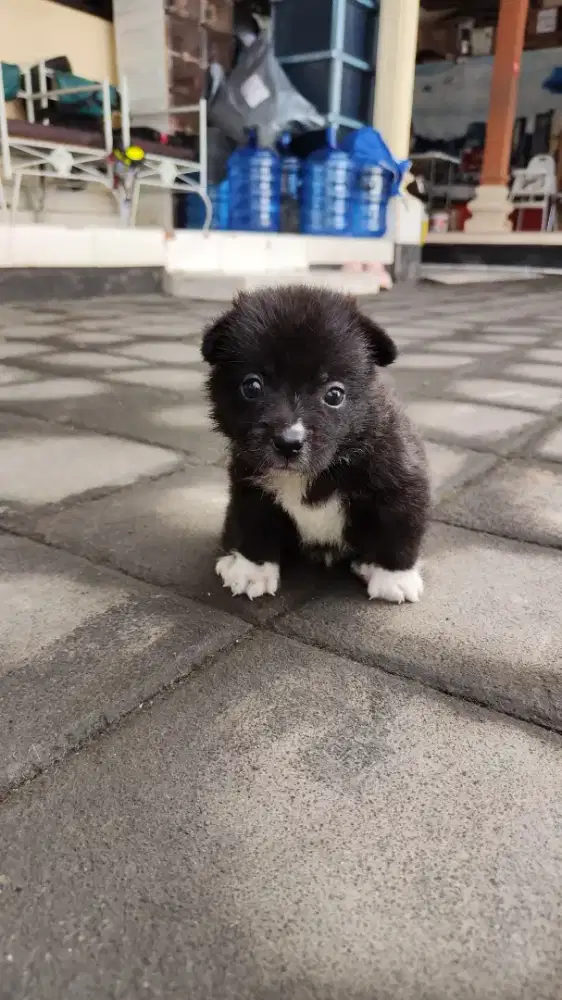 Anakan corgi jantan 2bln suda vaksin lengkap