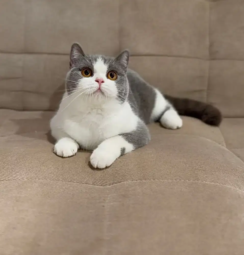BSH British Shorthair Bicolor Blue Simetris Betina