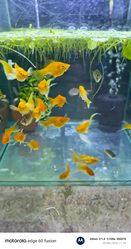 Ikan golden molly long