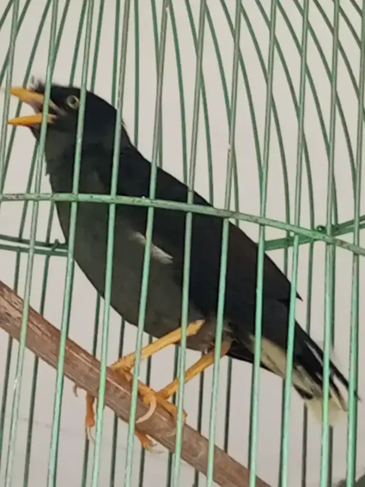 Bismillah jual jalak kebo gacor mata kuning brisik bngt dah