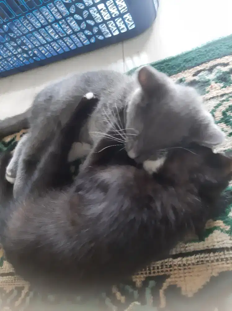 Lepas adopsi kitten persia x domestik