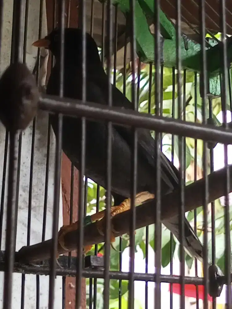 Jalak kebo gacor mata kuning brisik bngt