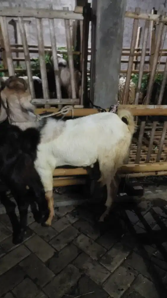 Kambing kurban 32KG graris ongkir