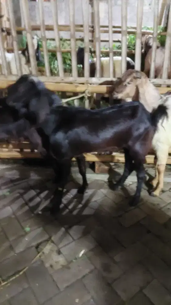 Kambing Kurban 30 KG Gratis ongkir