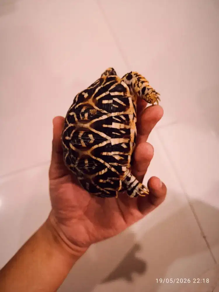 Kura kura indian star