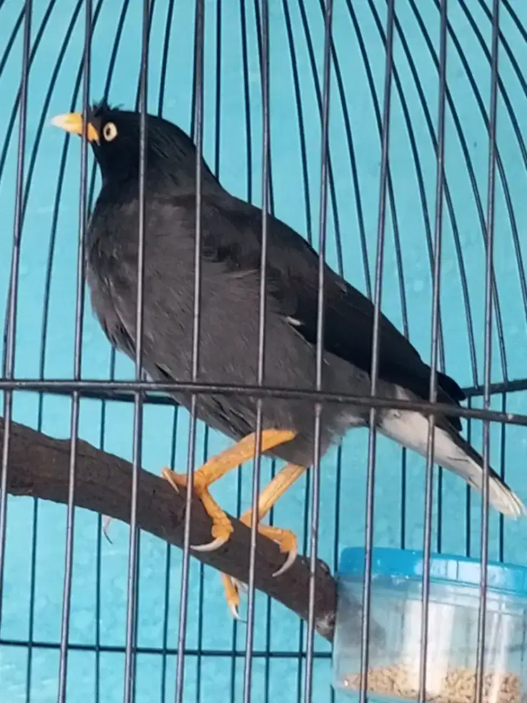 Jalak kebo susah jadi brisik bngt mata kuning