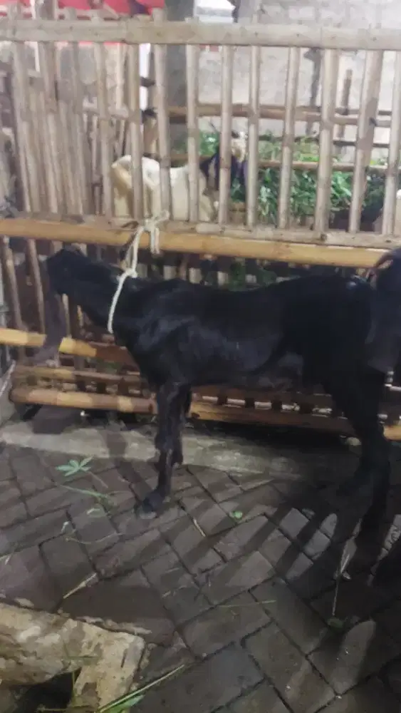 Kambing kurban 28KG Gratis Ongkir
