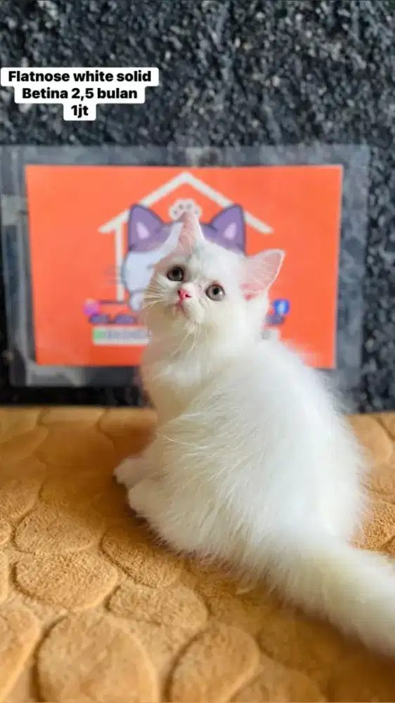 Kucing perrsia peaknose flatnose lucu lucu