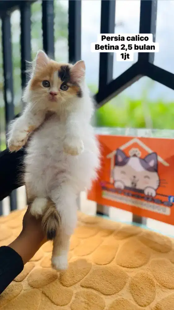 Kucing perrsia peaknose flatnose lucu lucu