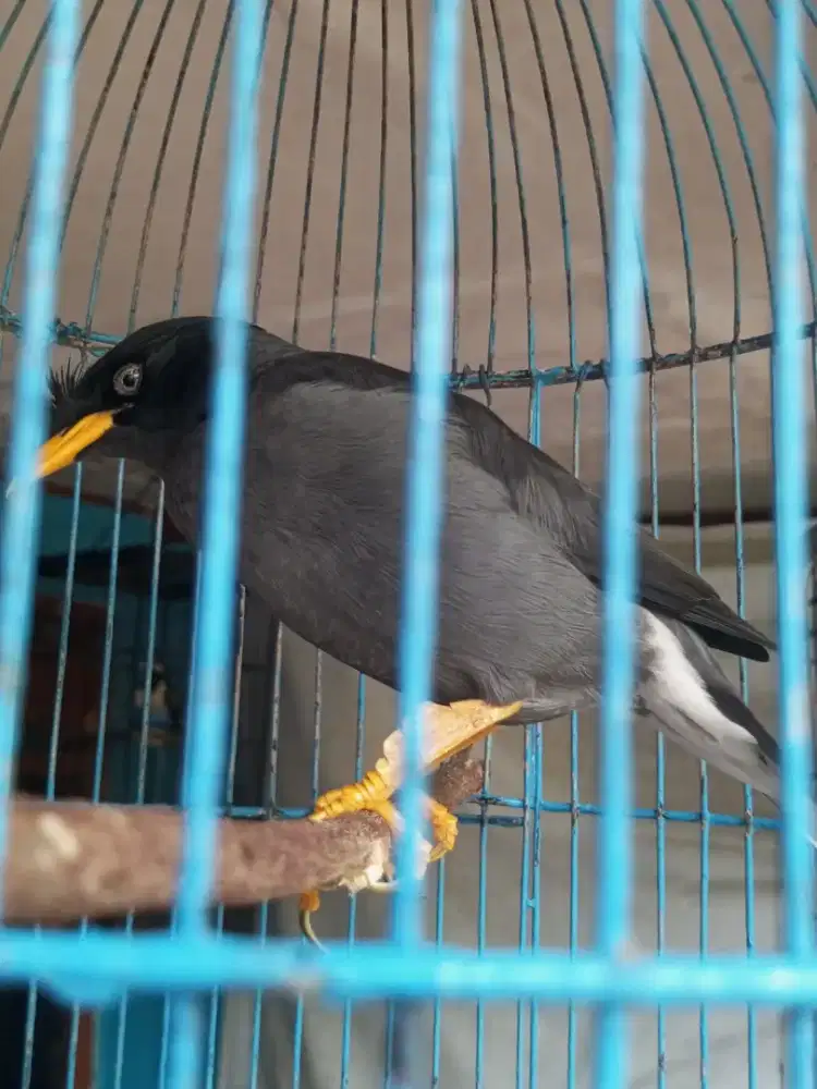 Jalak kebo mata kristal dker mapan brisik brung sudah jadi