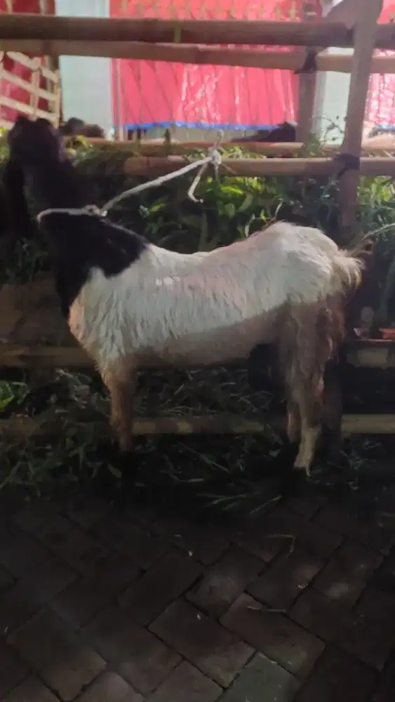 Kambing Kurban 27 KG Gratis ongkir