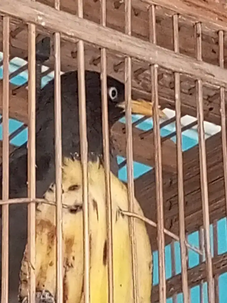 Jalak kebo mata putih remaja masih mudah sudah ngoceh2 bervariasi
